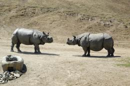 Rhino Fight